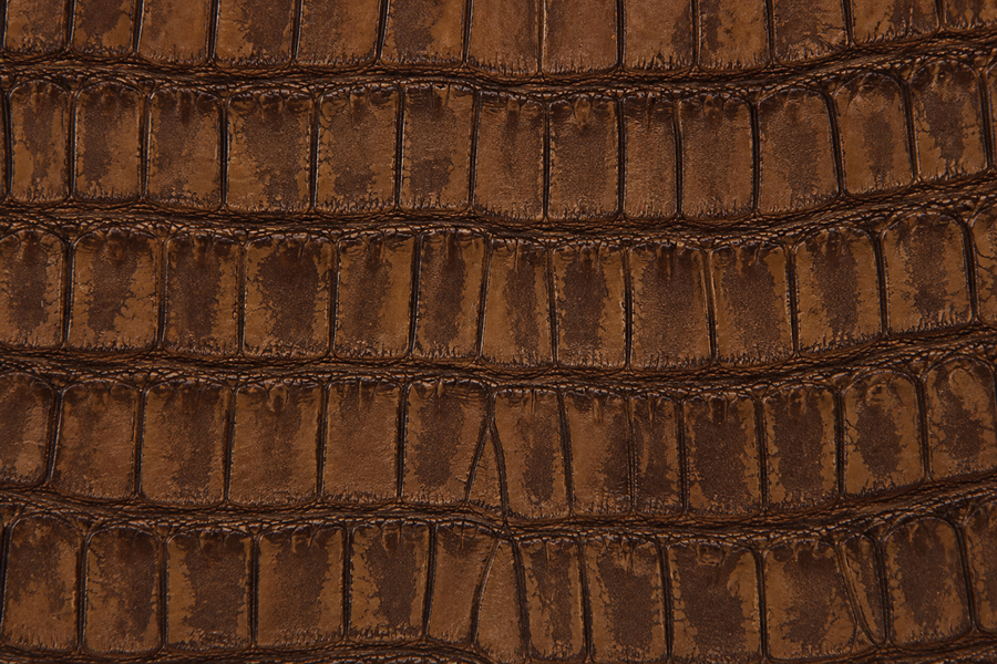 American Alligator Belly