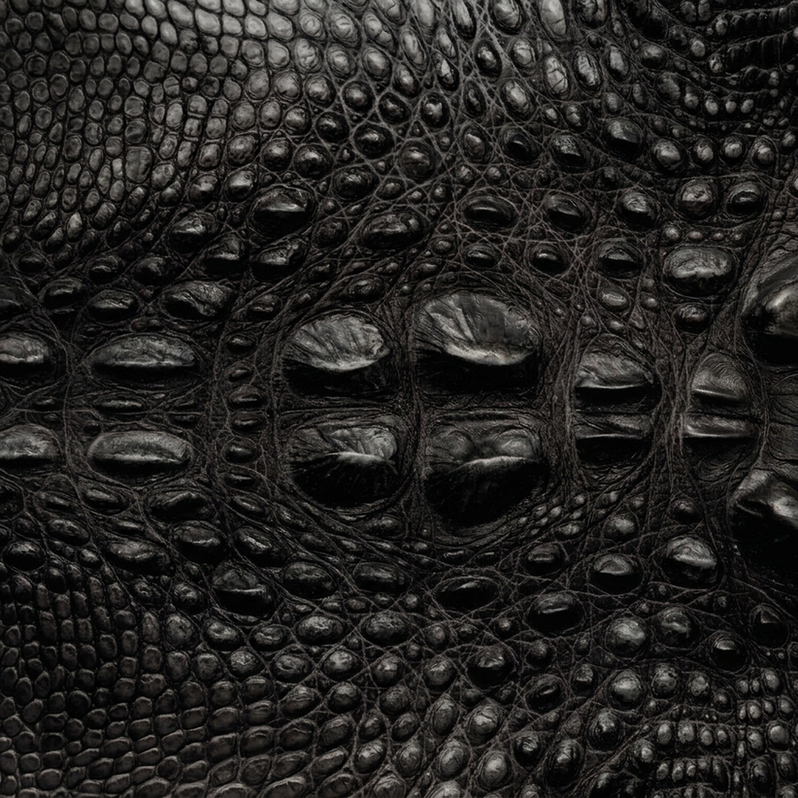 Head Cut American Alligator