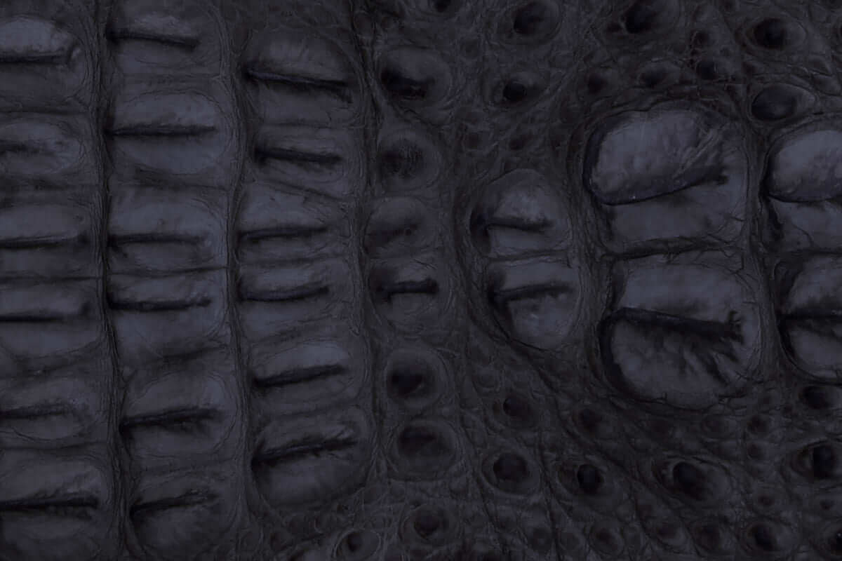 Black American Alligator Head Cut