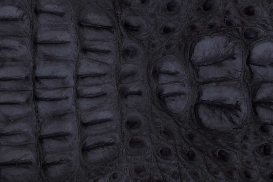 American Alligator Belly