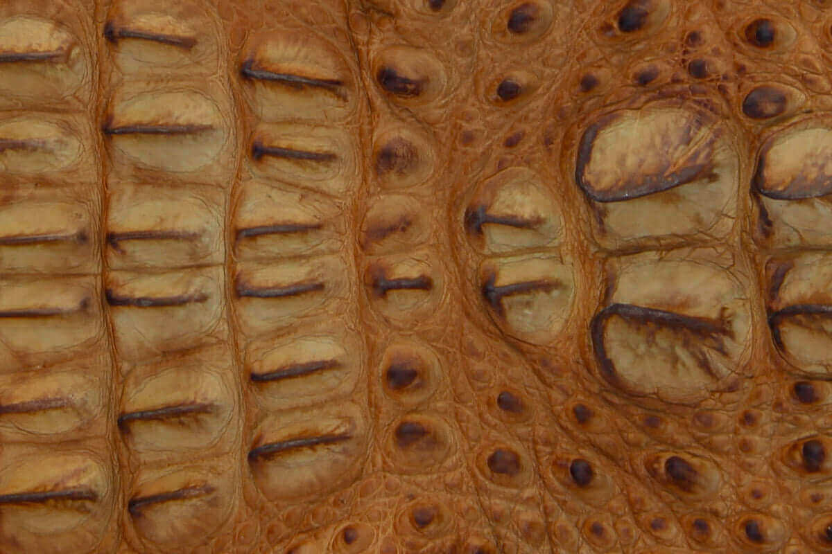 Tan American Alligator Head Cut