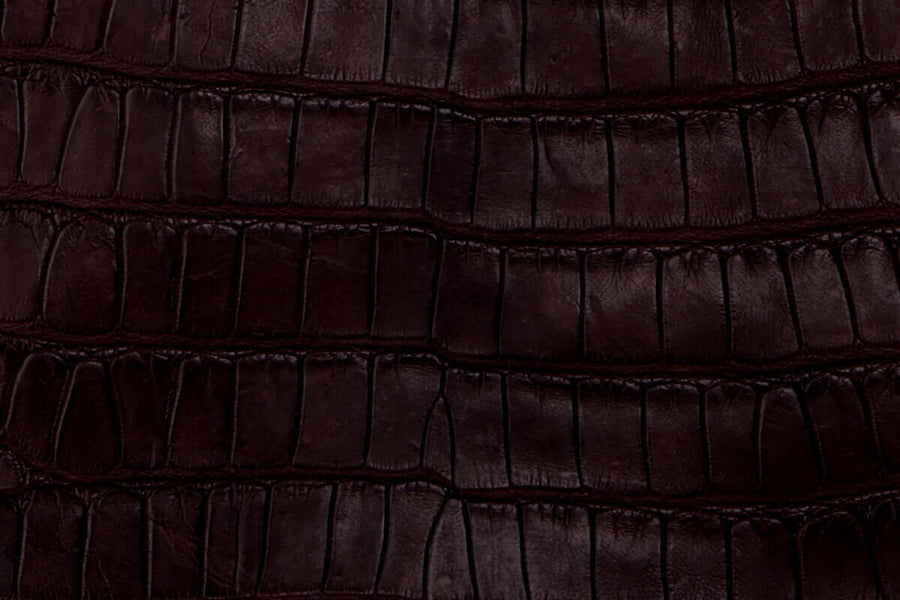 American Alligator Tail