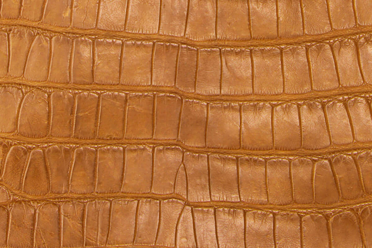 Swatch of American Alligator