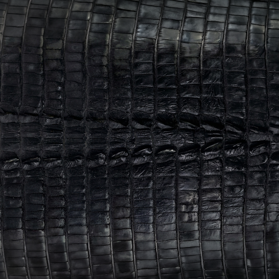 American Alligator Hornback Tail