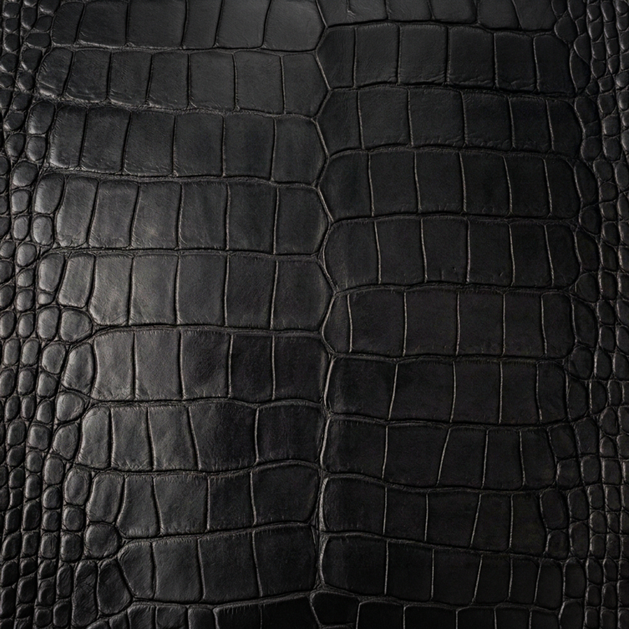 American Alligator Belly