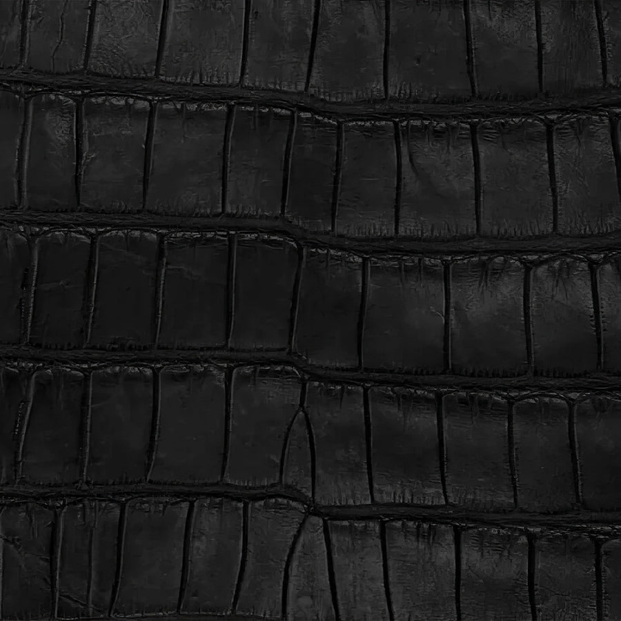 American Alligator Belly