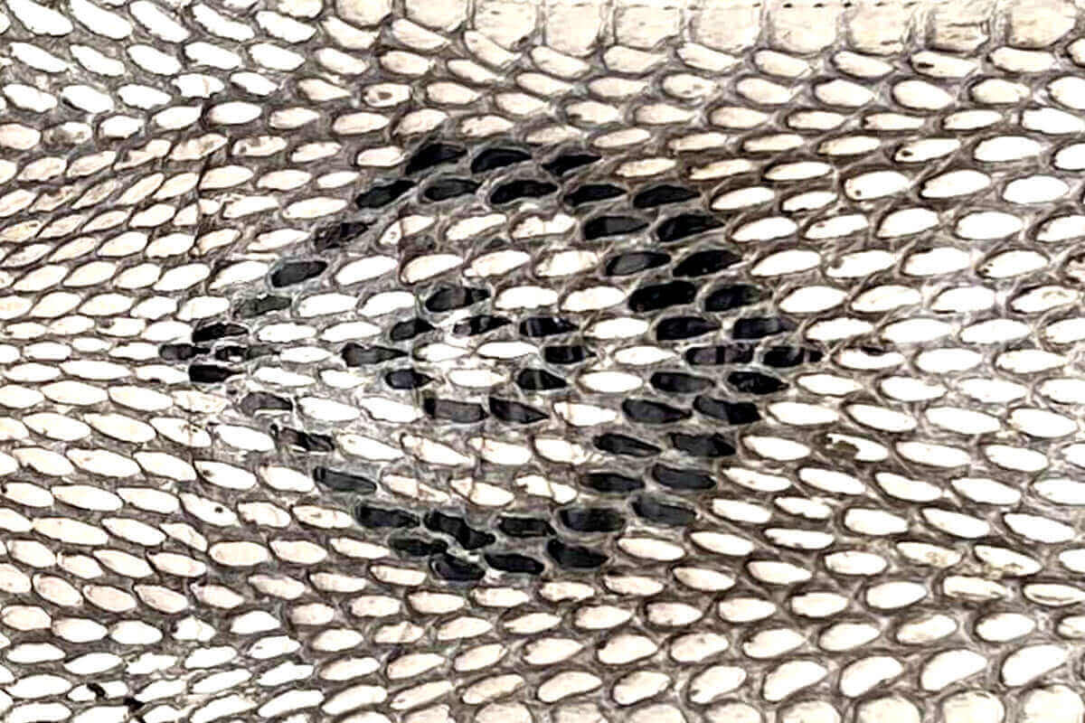 Swatch of Cobra Leather