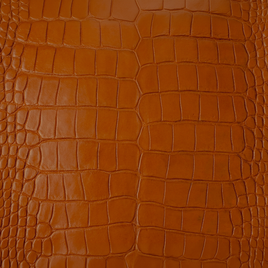 American Alligator Belly