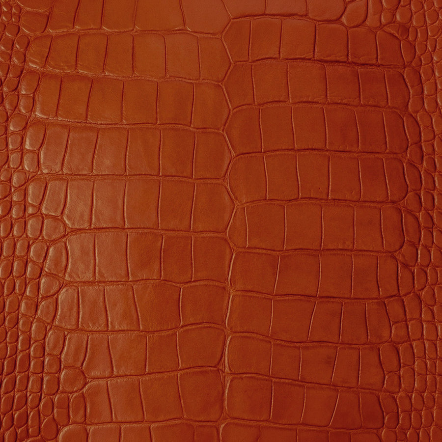 American Alligator Belly