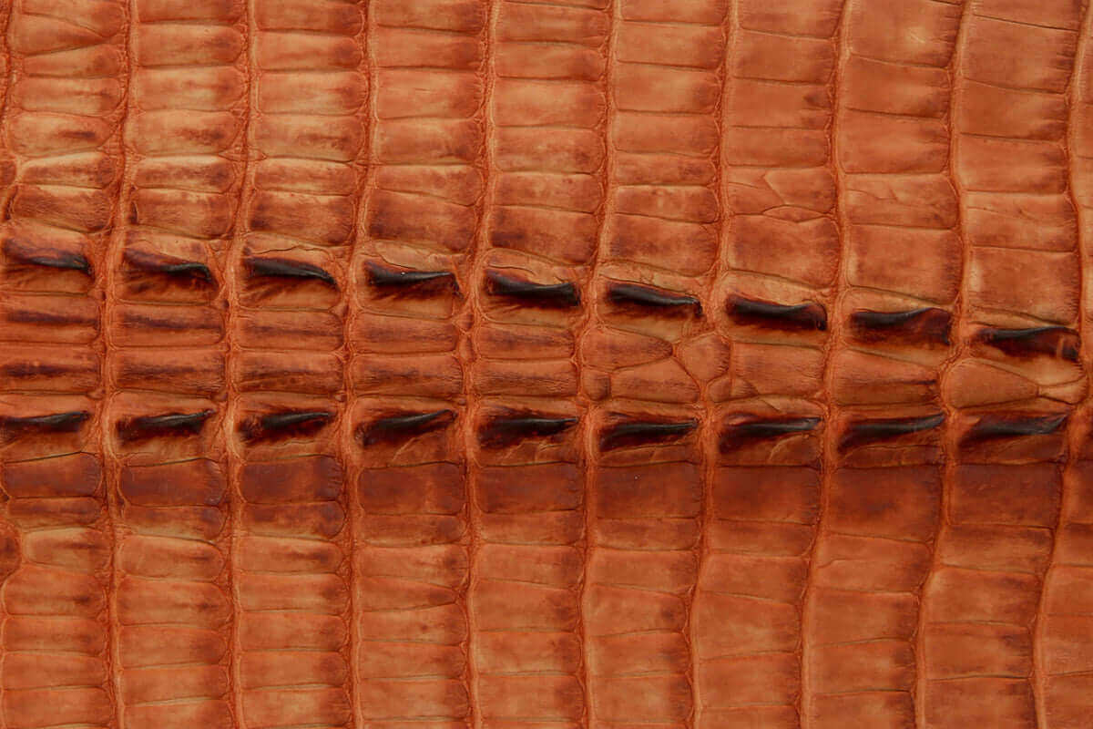 Swatch of American Alligator