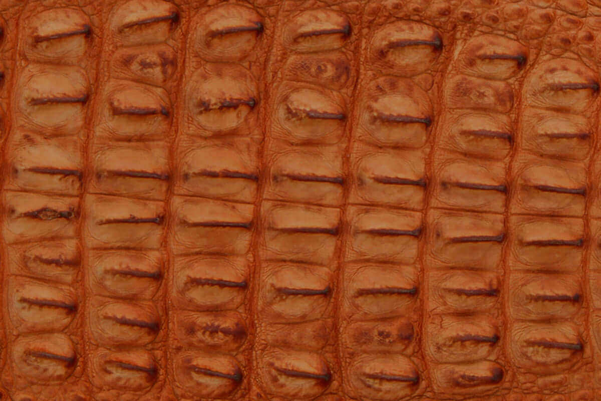 cognac American Alligator