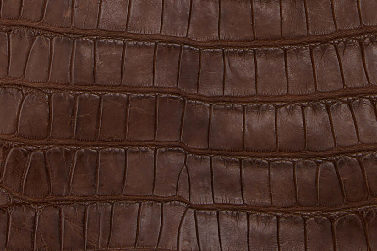 Swatch of American Alligator