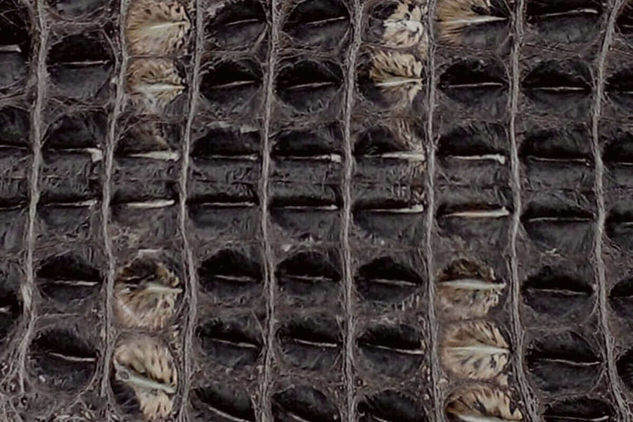 Natural American Alligator
