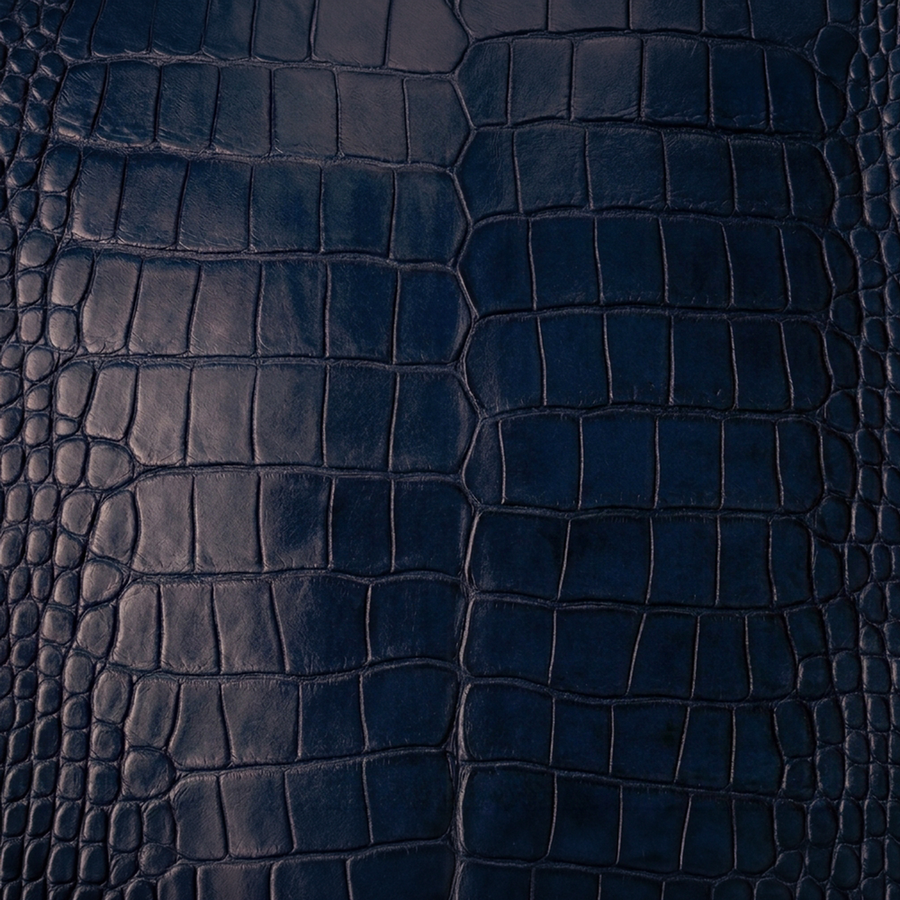American Alligator Belly