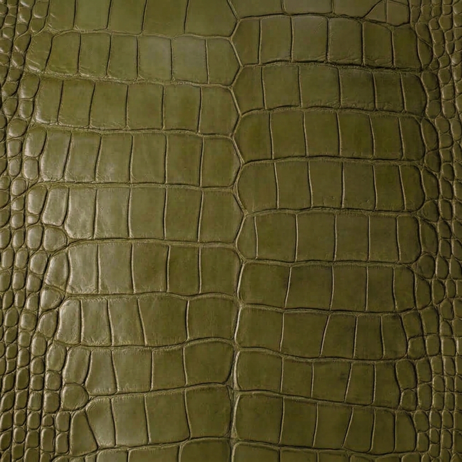 American Alligator Belly