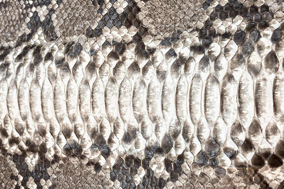 Swatch of Python Leather