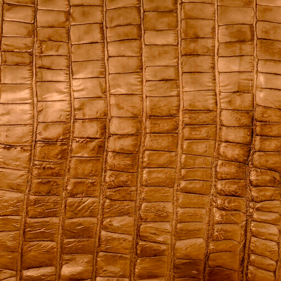 American Alligator Tail