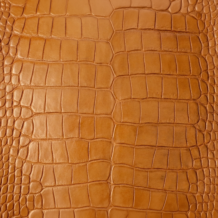 American Alligator Belly