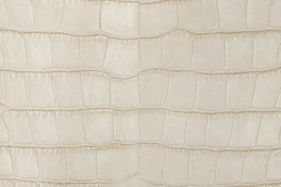 American Alligator Belly