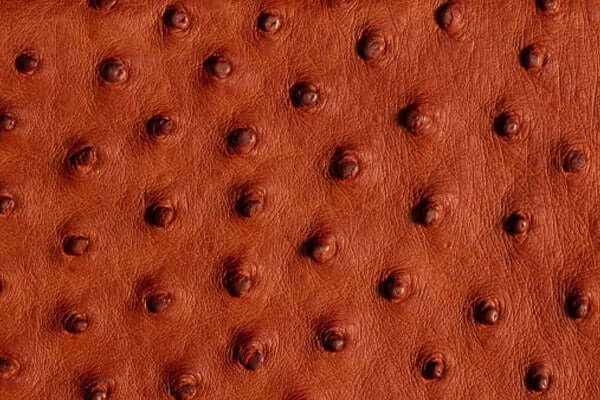 Full quill ostrich leather in cognac