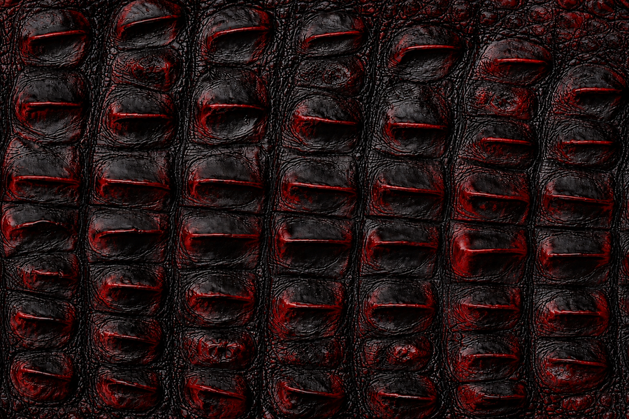 Hornback American Alligator