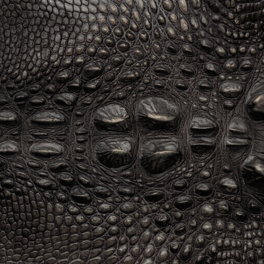Head Cut American Alligator