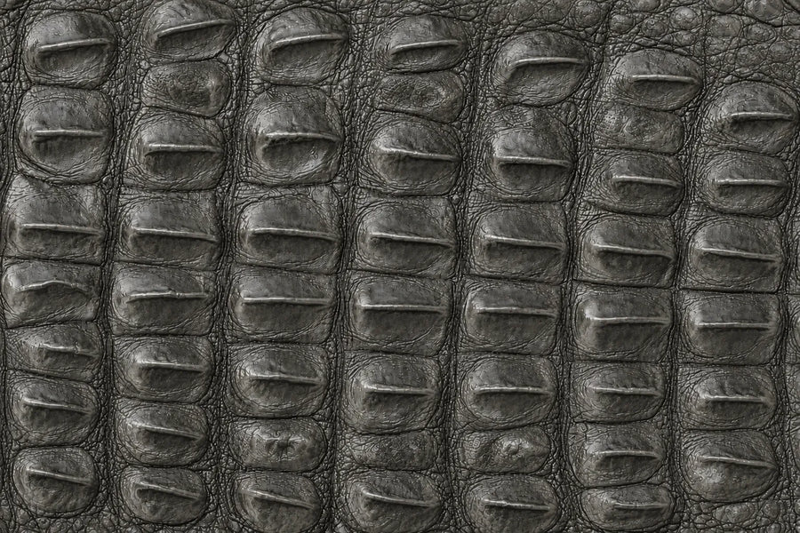 Hornback American Alligator