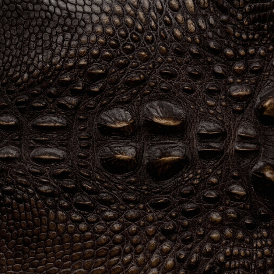 Head Cut American Alligator