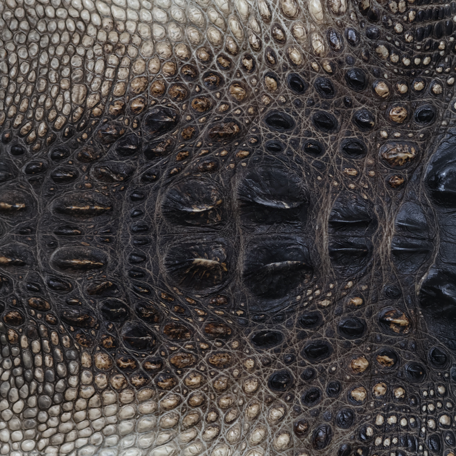 Natural American Alligator