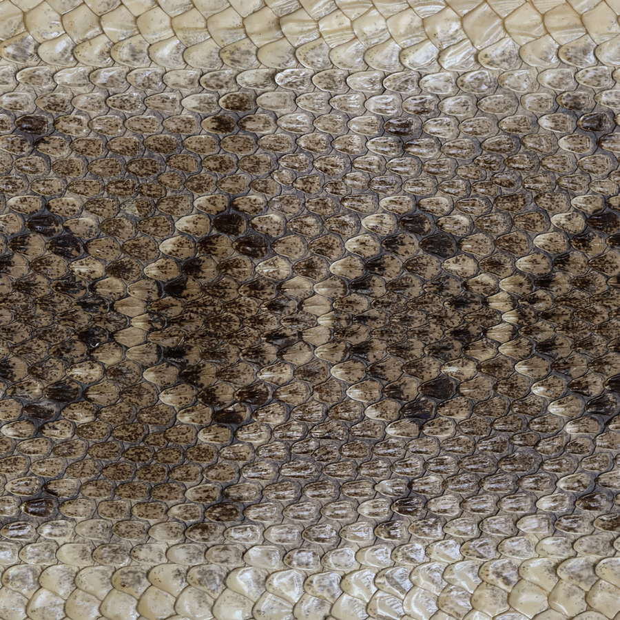 Rattlesnake