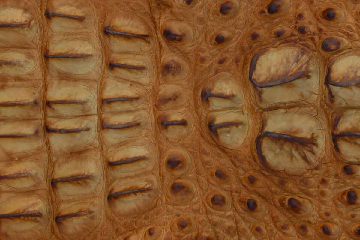 Tan American Alligator Head Cut