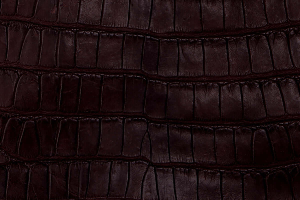 Swatch of American Alligator