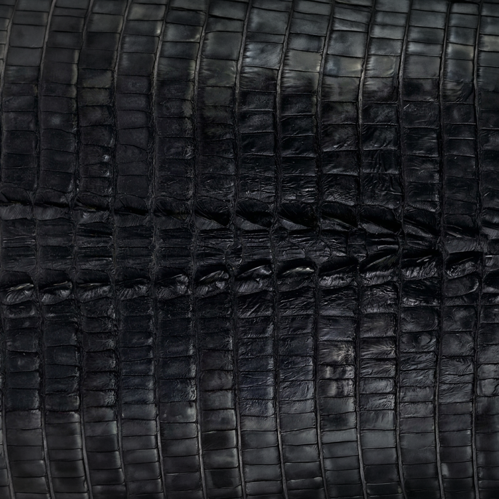 American Alligator Hornback Tail