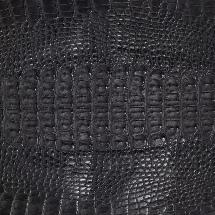 Hornback American Alligator