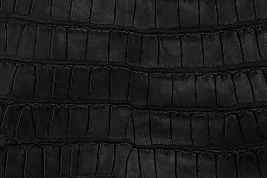 American Alligator Belly