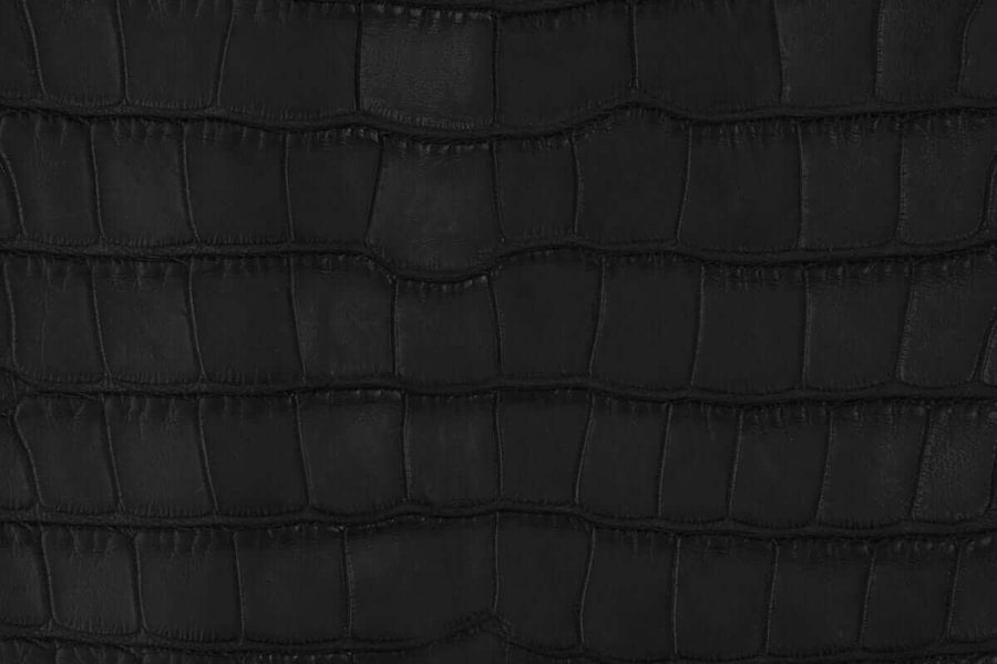 American Alligator Belly