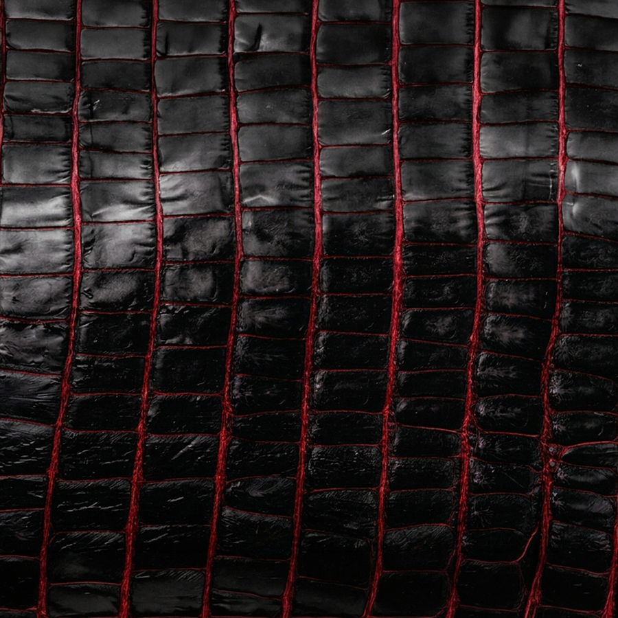 American Alligator Tail