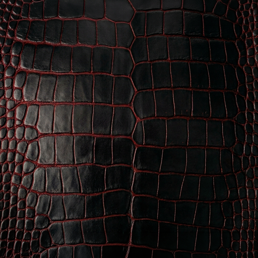 American Alligator Belly