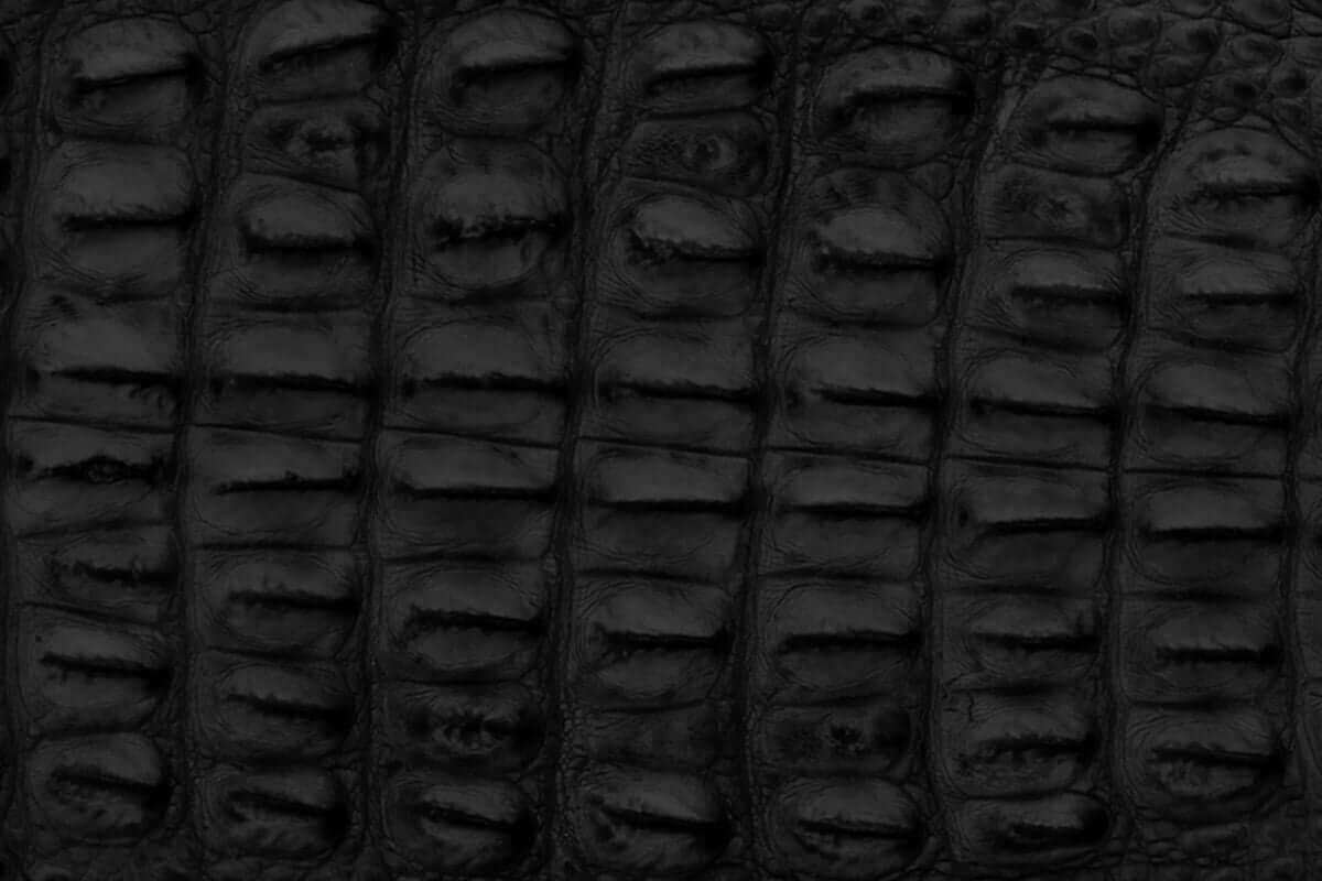 Black American Alligator