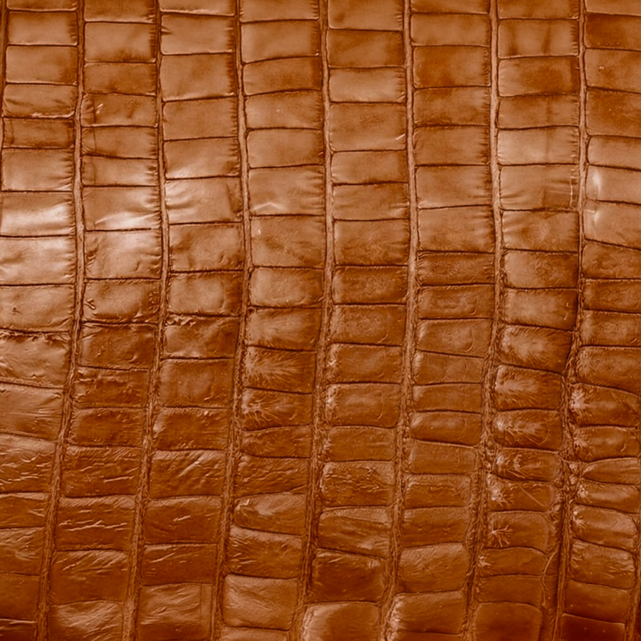 American Alligator Tail
