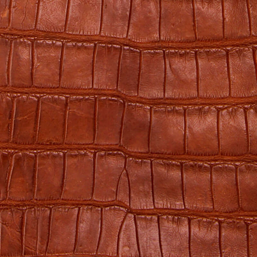 American Alligator Belly