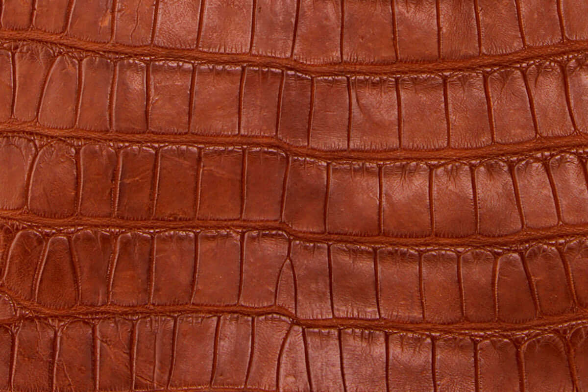 Swatch of American Alligator