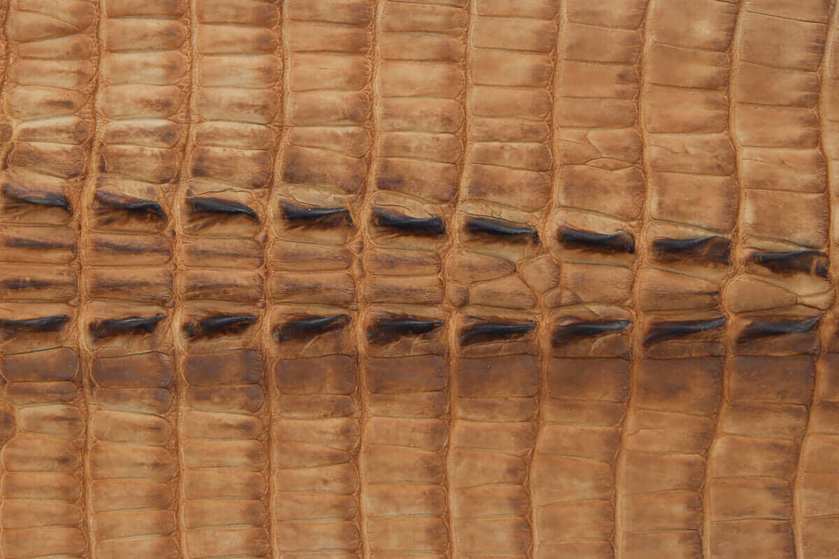 Swatch of American Alligator