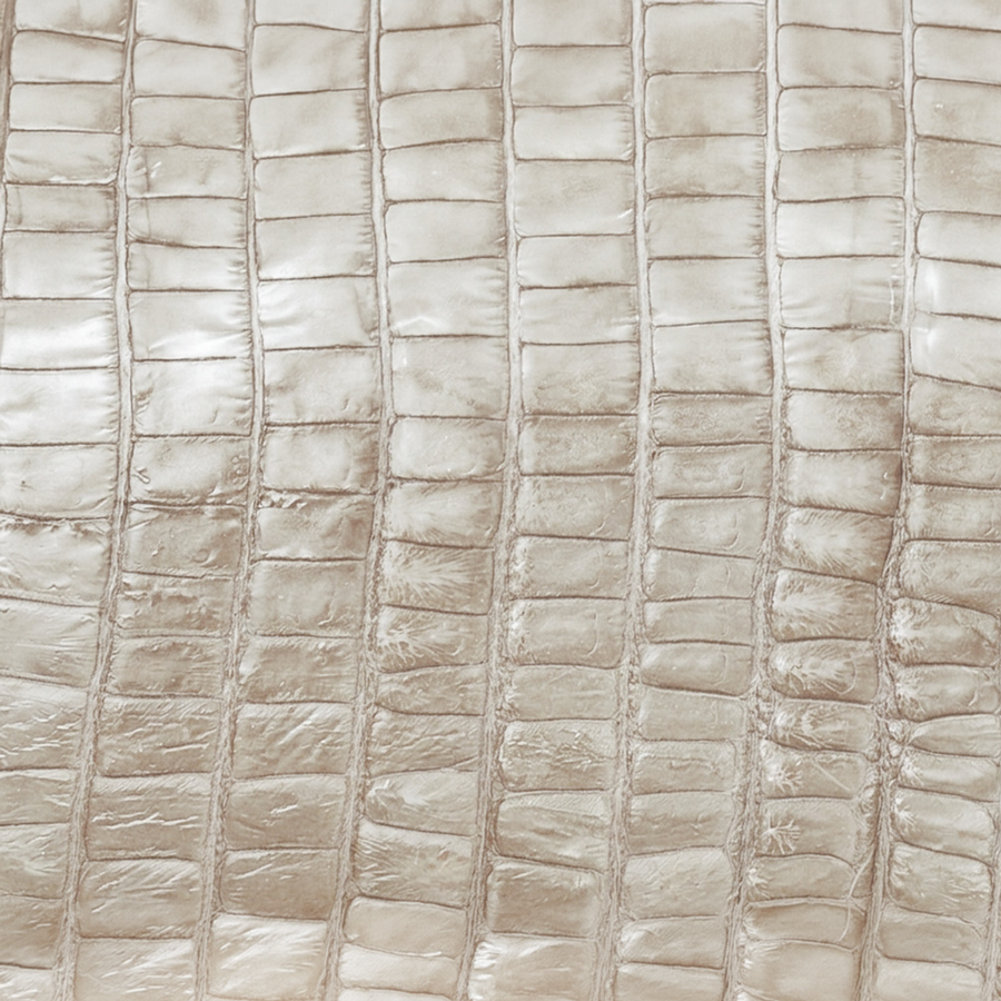 American Alligator Tail