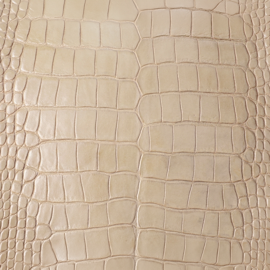 American Alligator Belly