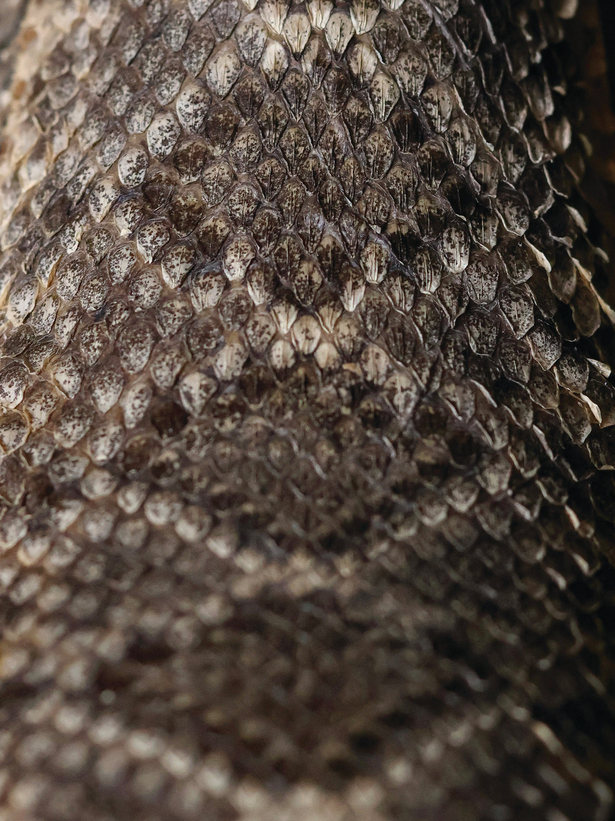 Rattlesnake