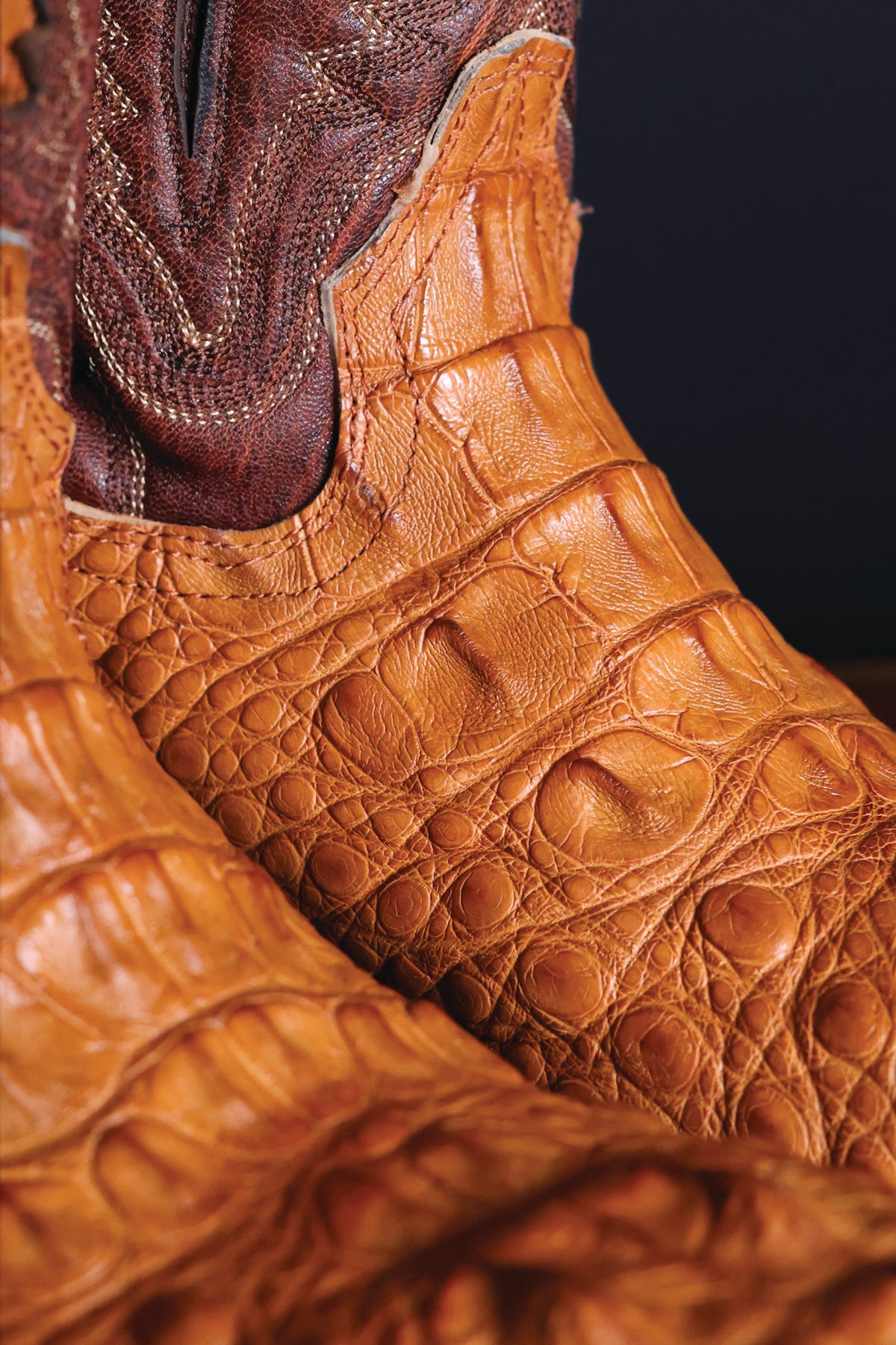 Head Cut American Alligator