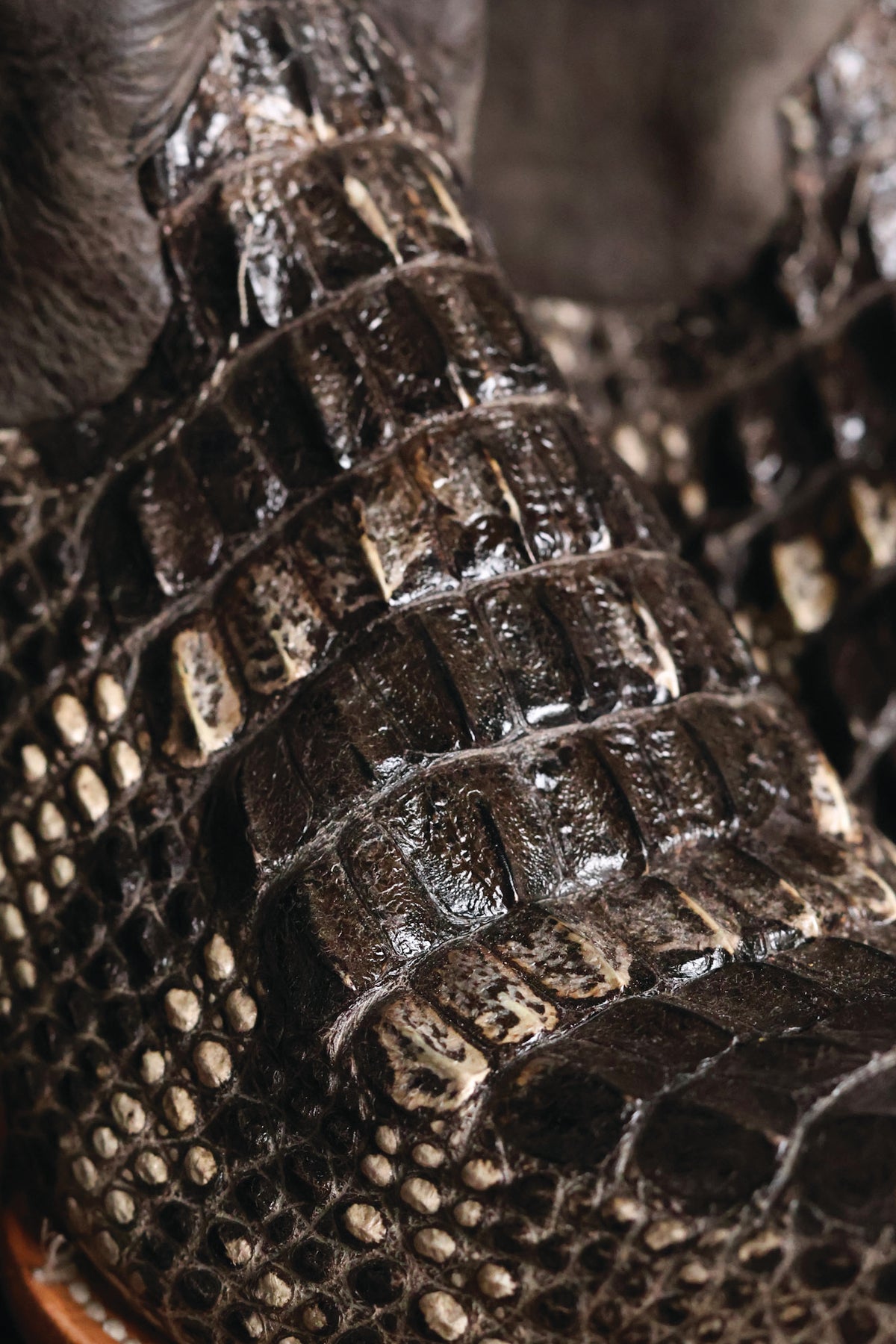 Natural American Alligator