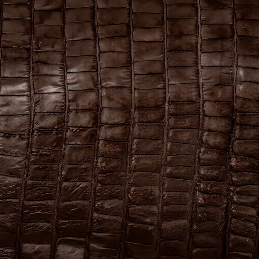 American Alligator Tail
