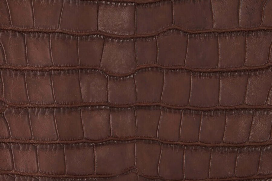 American Alligator Belly